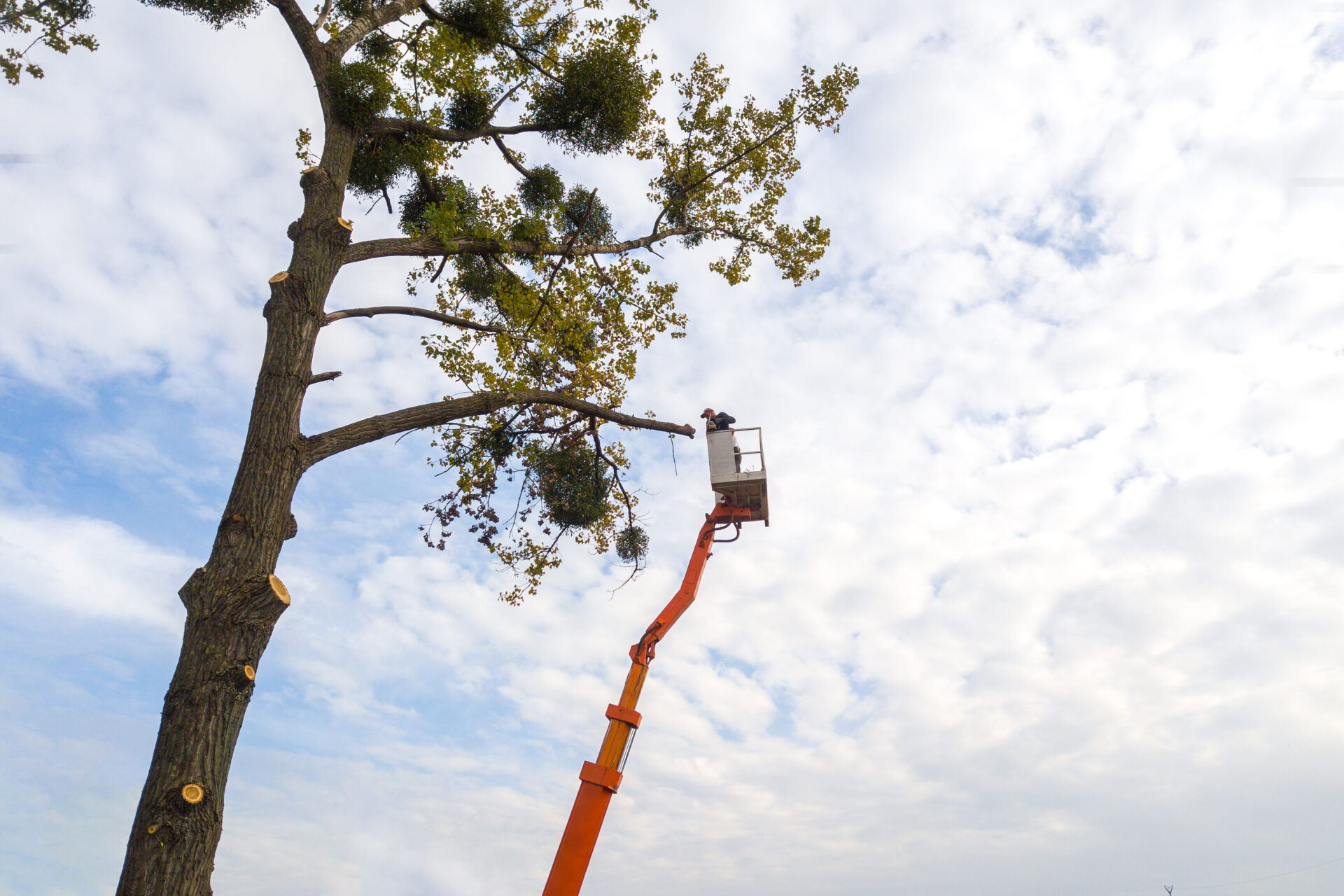 Two service workers cutting down big tree branches with chainsaw